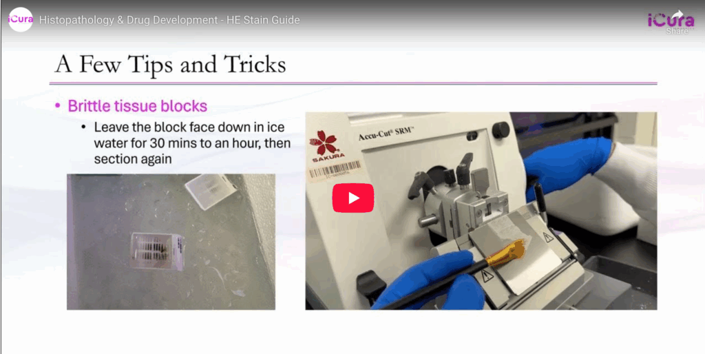 histopathology and drug development
